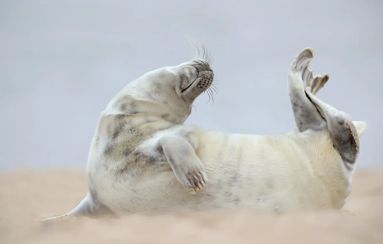 Photo wallpaper pose, background, shore, seal, cub, face, Navy seal, pinnipeds