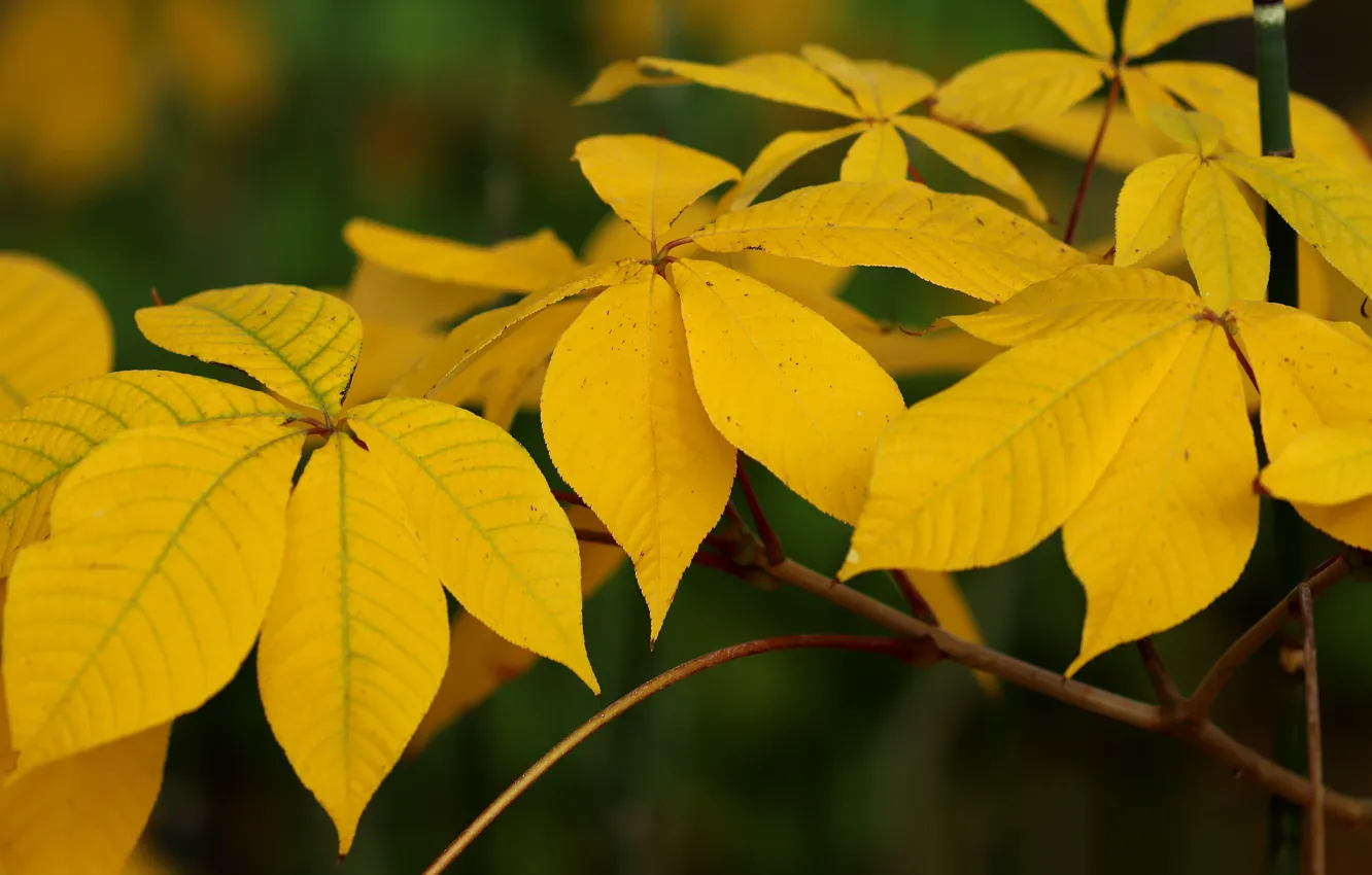 Photo wallpaper autumn, leaves, branches, yellow, chestnuts, autumn leaves, the leaves of chestnut