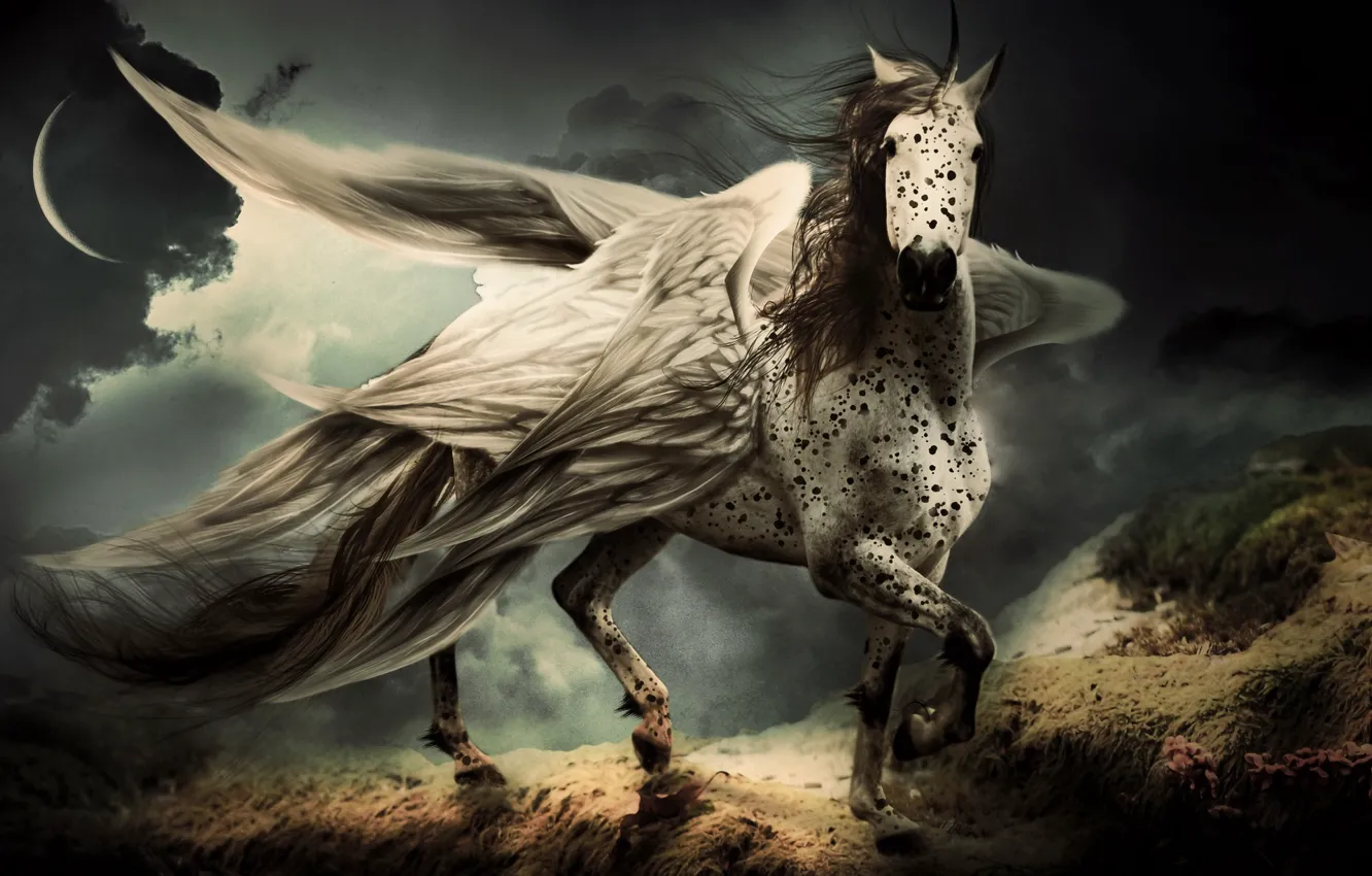 Photo wallpaper horse, horse, wings, Pegasus