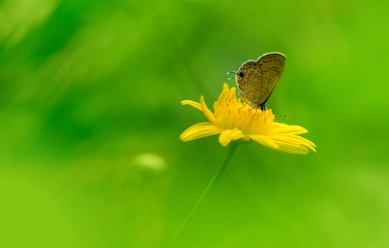 Photo wallpaper field, flowers, butterfly, wings, petals, meadow, insect