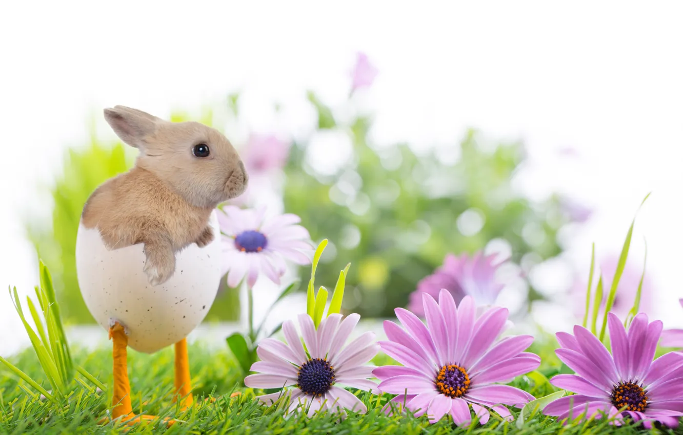Photo wallpaper grass, flowers, nature, holiday, spring, rabbit, Easter, legs