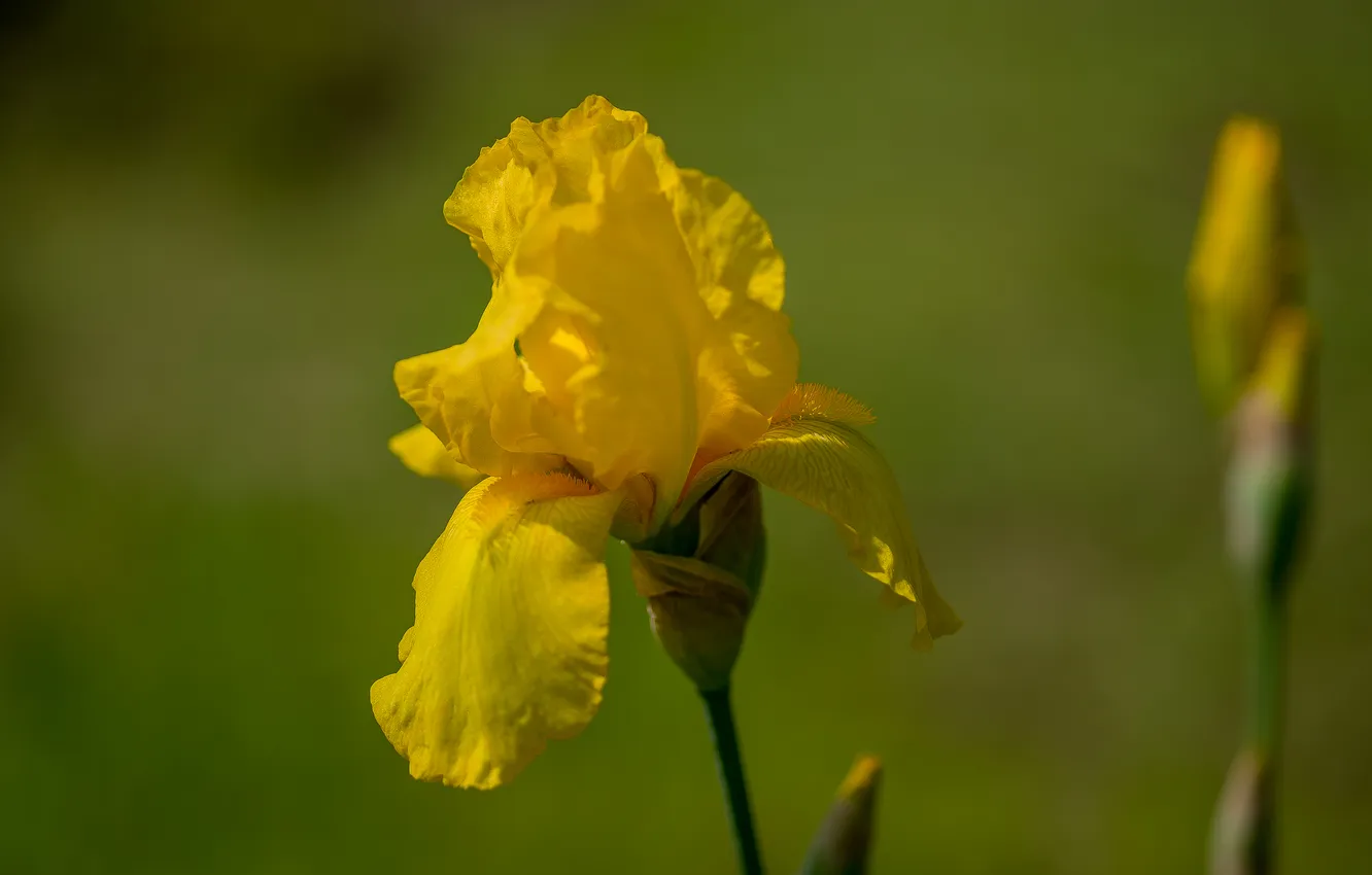 Photo wallpaper flowers, nature, cottage, yellow iris