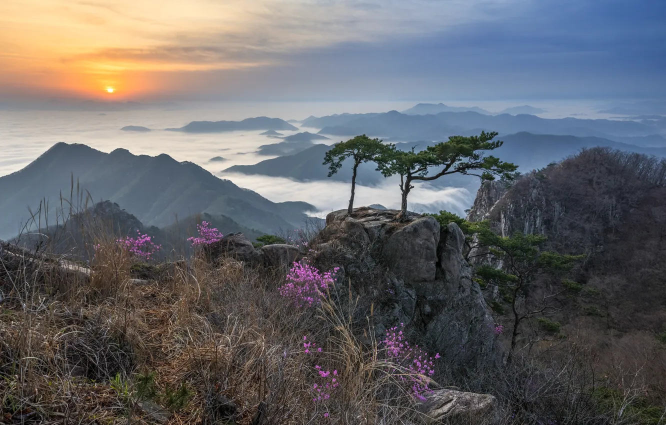 Photo wallpaper grass, clouds, trees, landscape, mountains, nature, fog, rocks