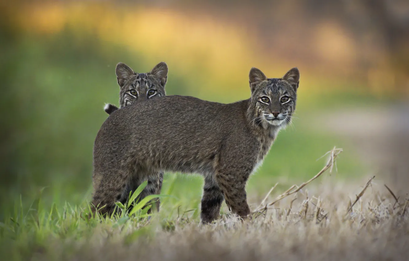 Photo wallpaper lynx, lynx, mom, a small lynx