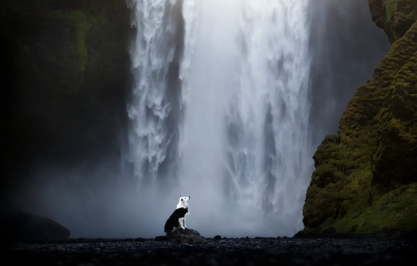 Photo wallpaper look, landscape, nature, pose, waterfall, dog, a couple