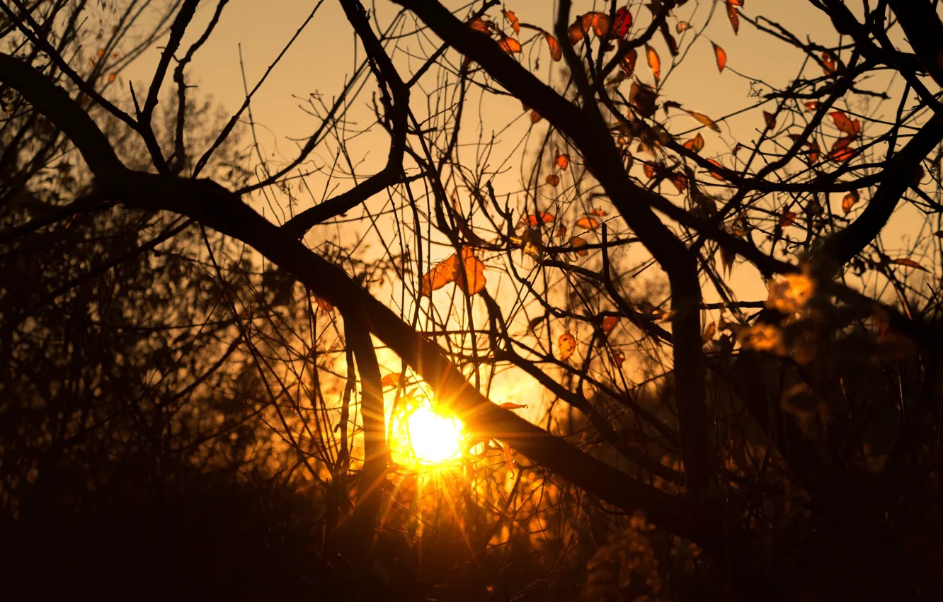 Photo wallpaper trees, morning, sun, sunrise, dawn, branches, sun ray, silhouettes