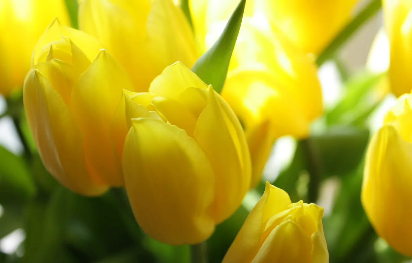 Photo wallpaper spring, petals, tulips