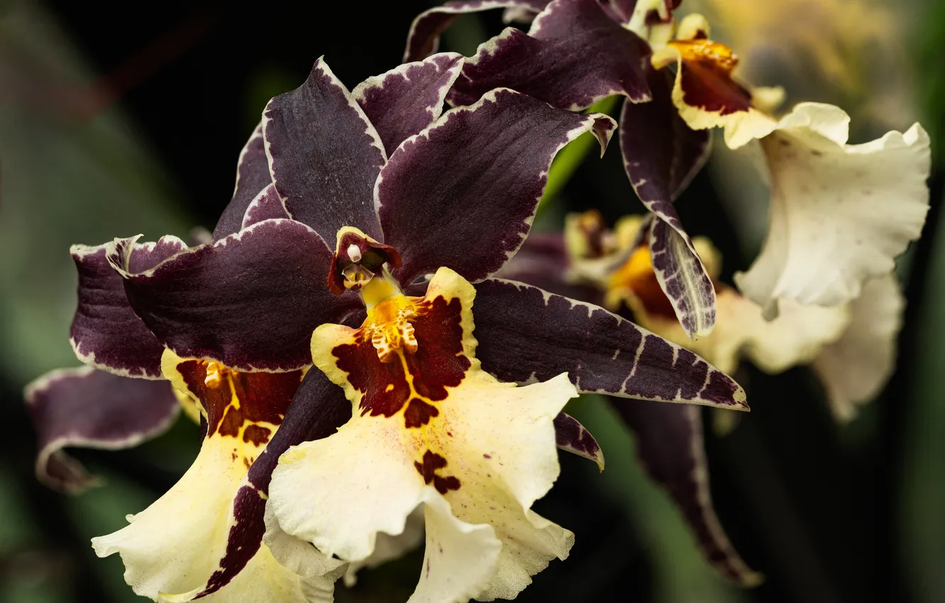 Photo wallpaper flowers, brown, Orchid