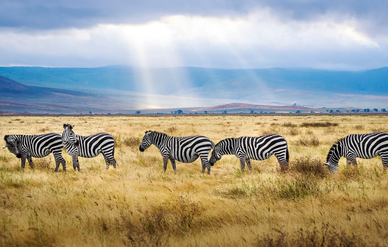 Photo wallpaper field, the sky, grass, clouds, rays, light, mountains, nature