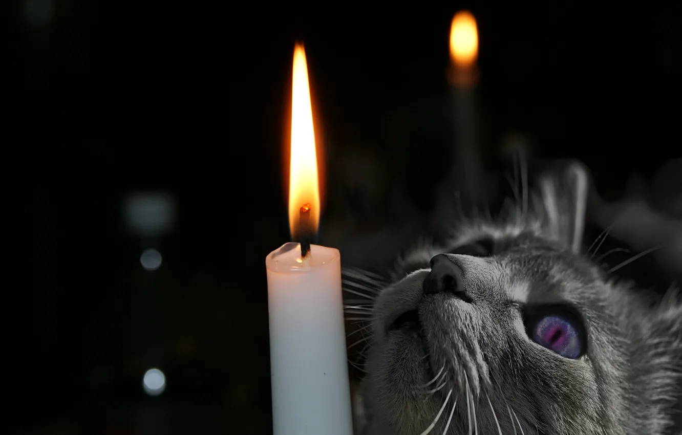 Photo wallpaper cat, eyes, cat, look, face, flame, animal, candle