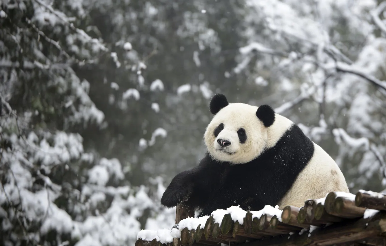 Photo wallpaper winter, roof, forest, snow, branches, nature, pose, paws