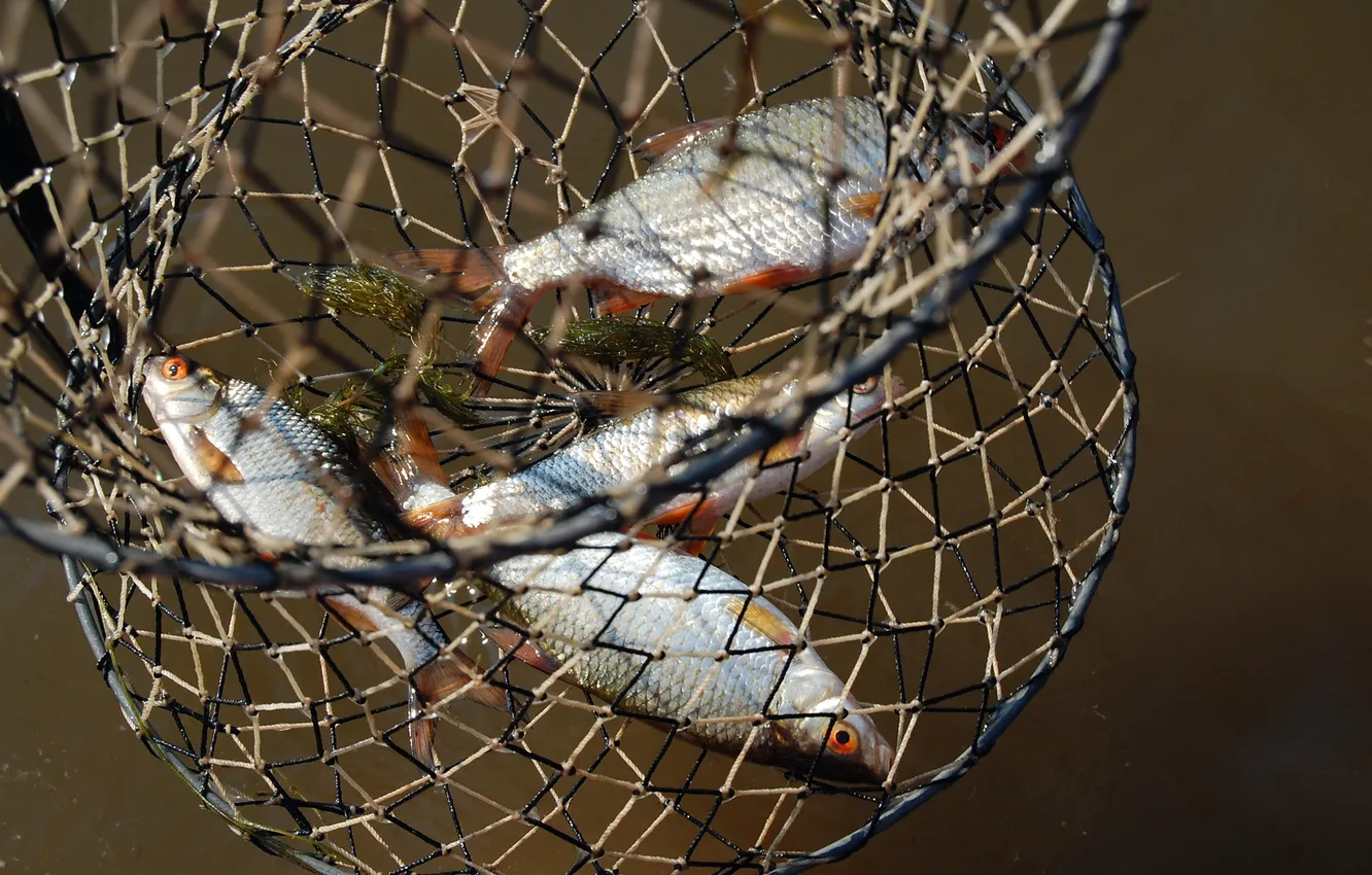 Photo wallpaper macro, mesh, basket, fishing, fish, catch