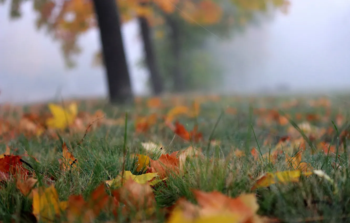 Photo wallpaper autumn, leaves, fog