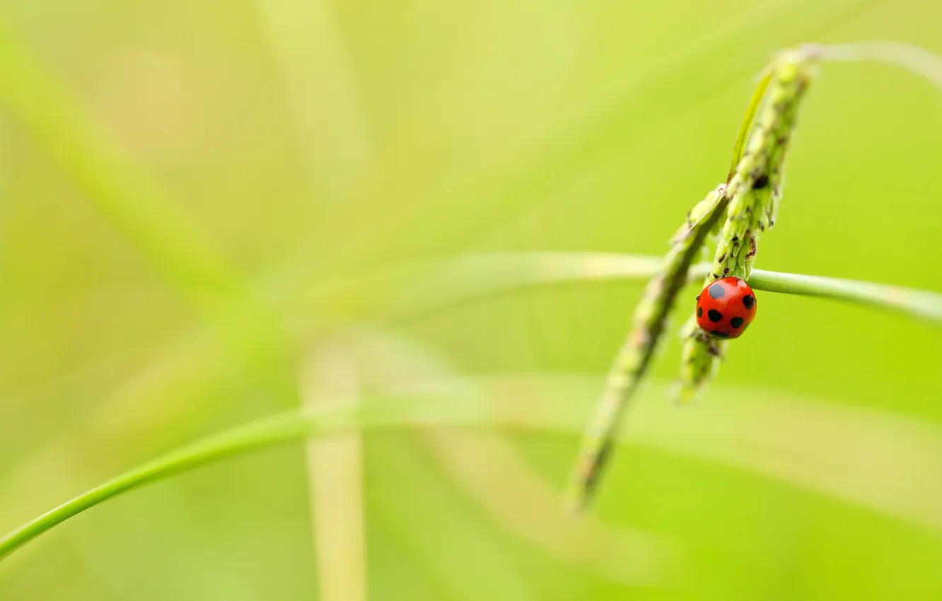 Photo wallpaper leaves, macro, green, background, widescreen, Wallpaper, ladybug, insect
