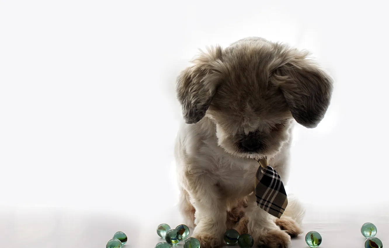 Photo wallpaper look, each, dog