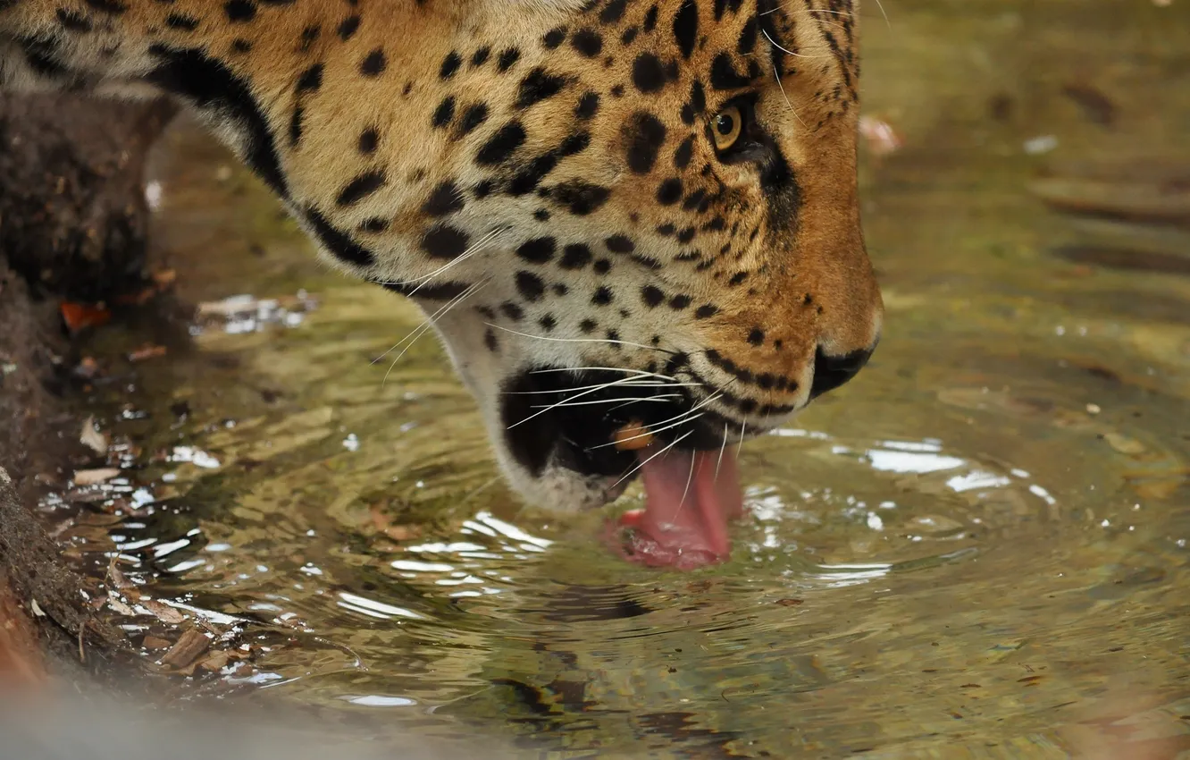 Photo wallpaper language, face, water, predator, Jaguar, profile, drink, wild cat