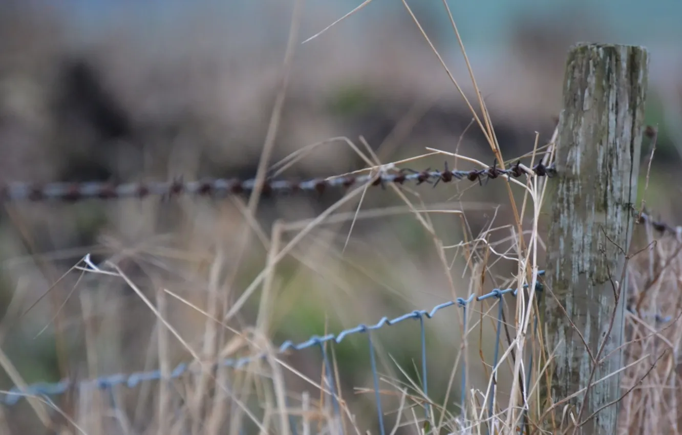 Photo wallpaper macro, nature, the fence