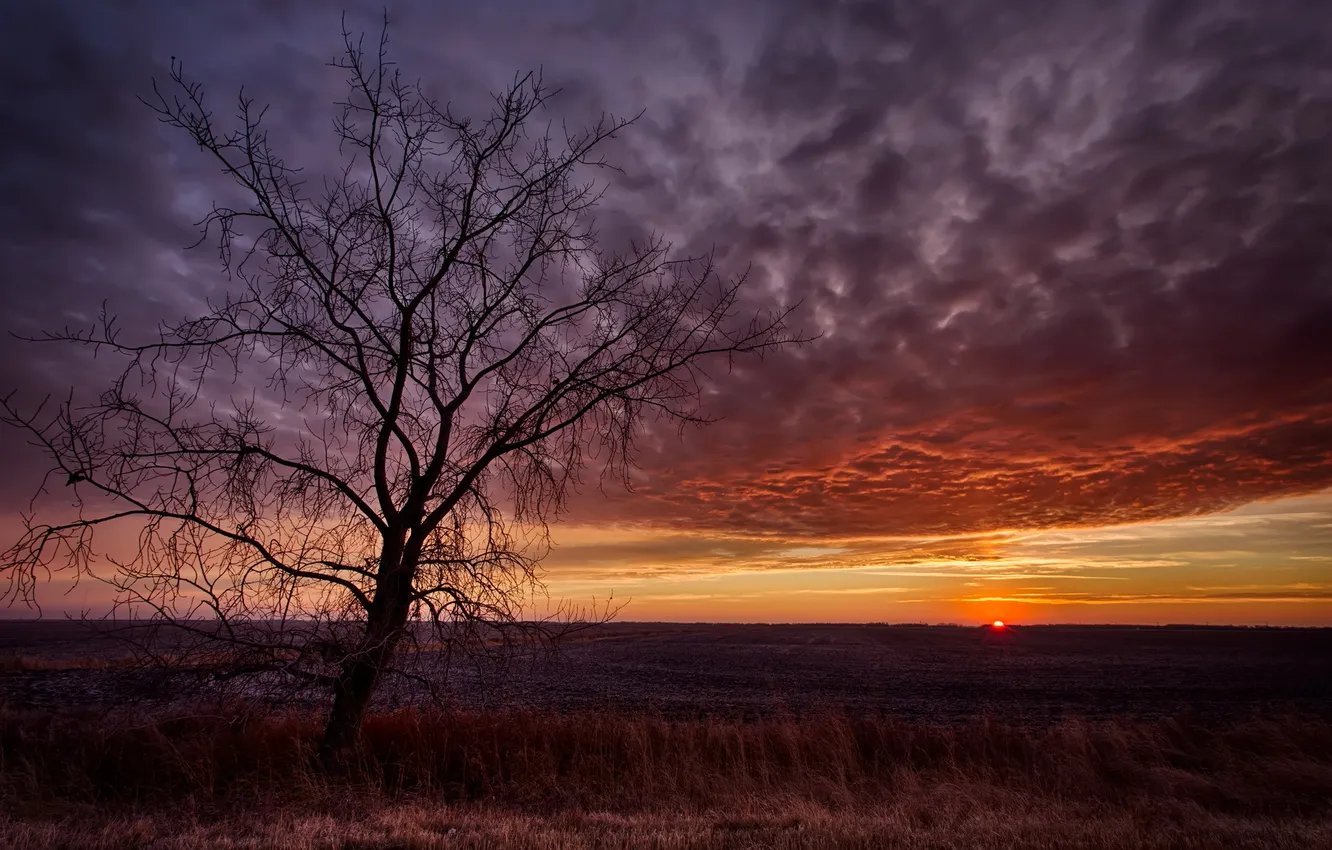 Photo wallpaper trees, landscape, sunset