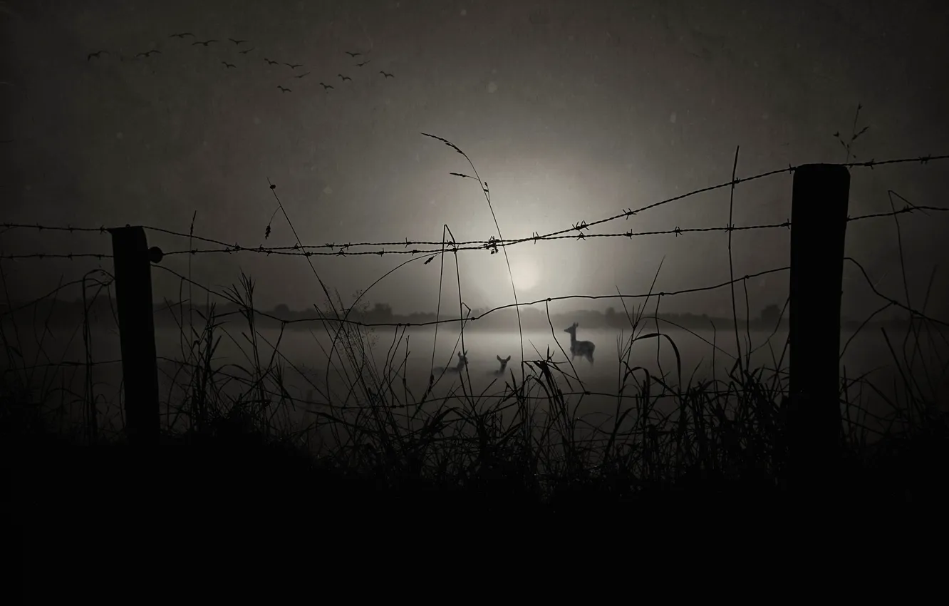 Photo wallpaper birds, posts, deer, barbed wire, black and white photo