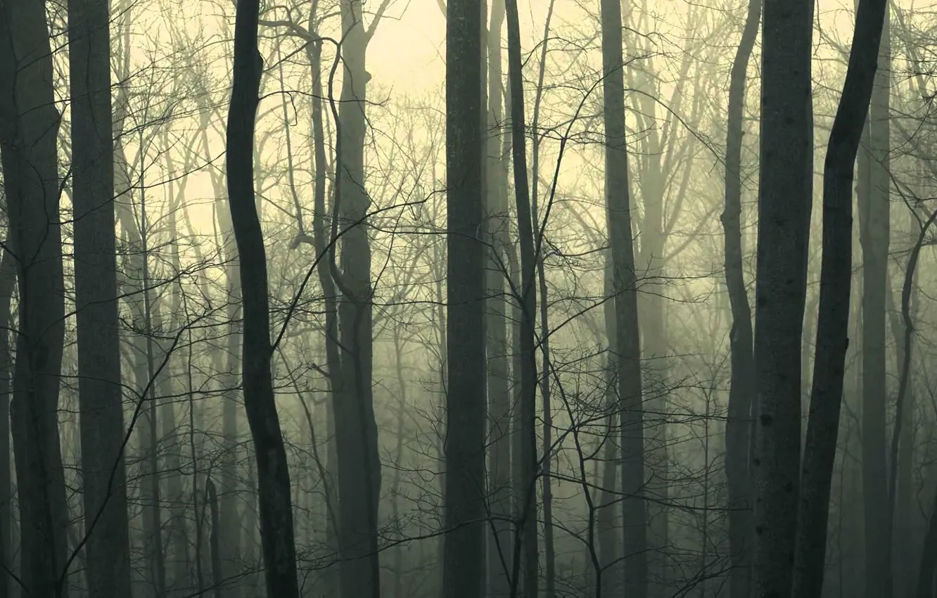 Photo wallpaper forest, trees, fog