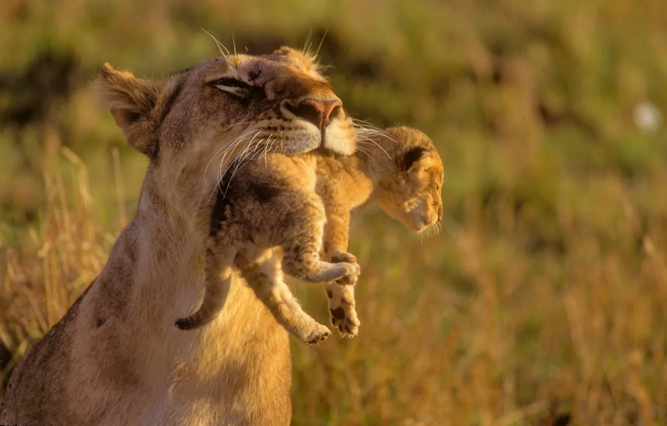 Photo wallpaper animals, Leo, kids, wild cats, lions, the cubs, care, mom