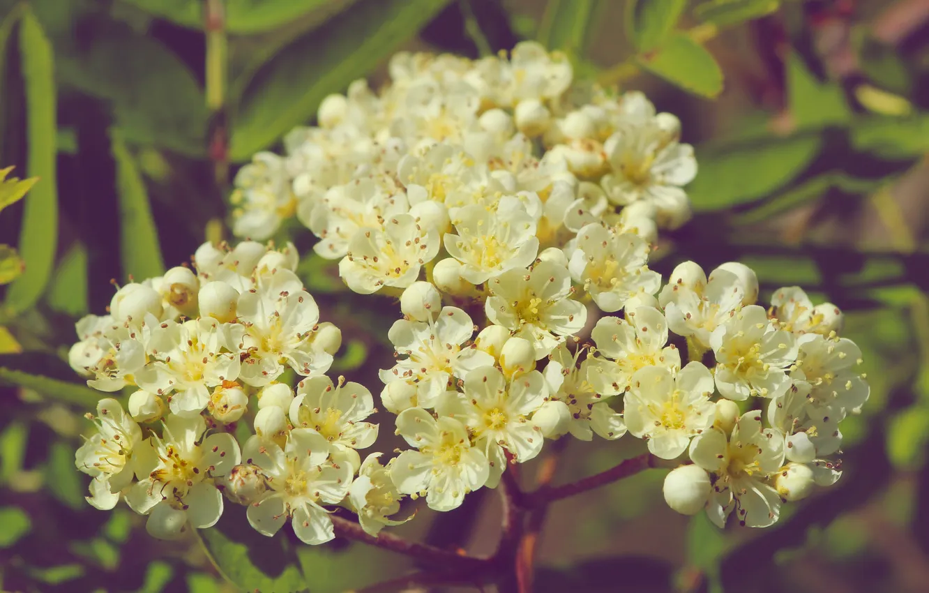 Photo wallpaper white, flower, blooming