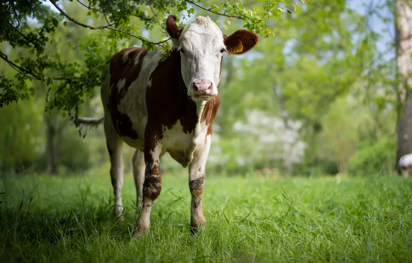Photo wallpaper nature, cows, cattle