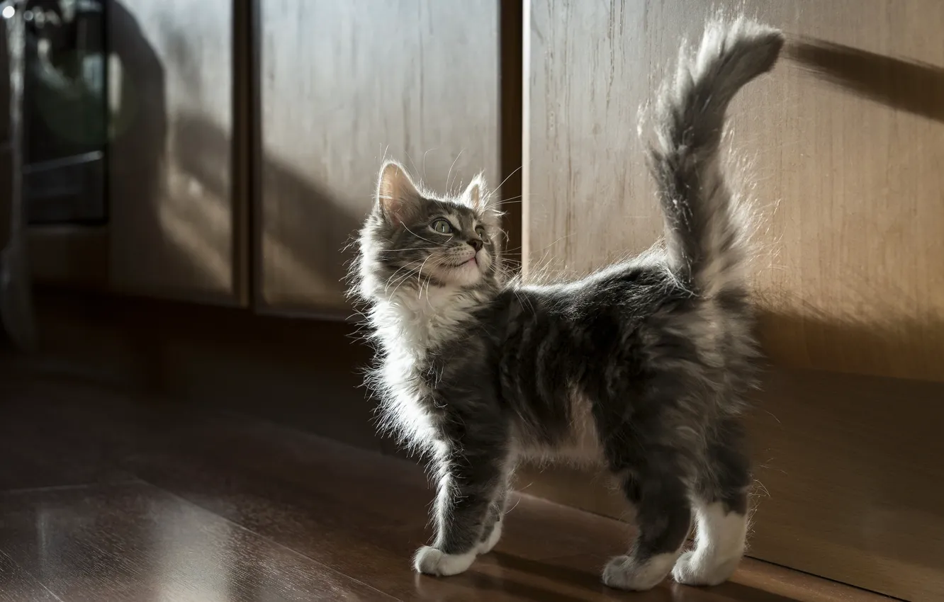Photo wallpaper fluffy, tail, kitty