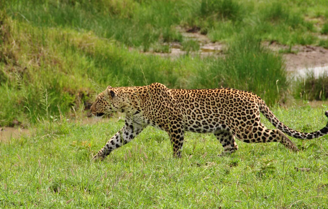 Photo wallpaper grass, predator, leopard, wild cat, sneaks