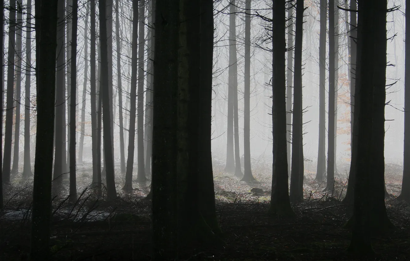 Photo wallpaper forest, trees, night, branches, nature, fog