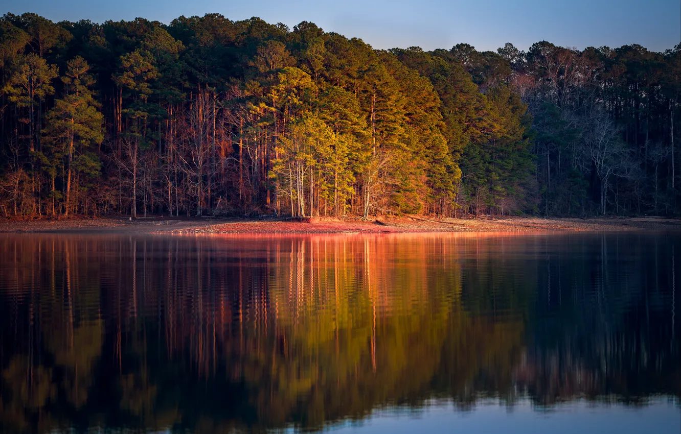 Photo wallpaper forest, light, reflection, shore, pine, pond, Bor, pine