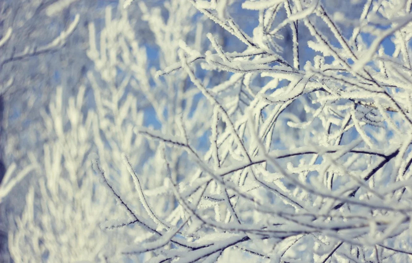 Photo wallpaper snow, comfort, tree, new year, the snow