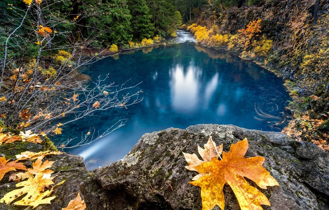 Photo wallpaper autumn, leaves, nature