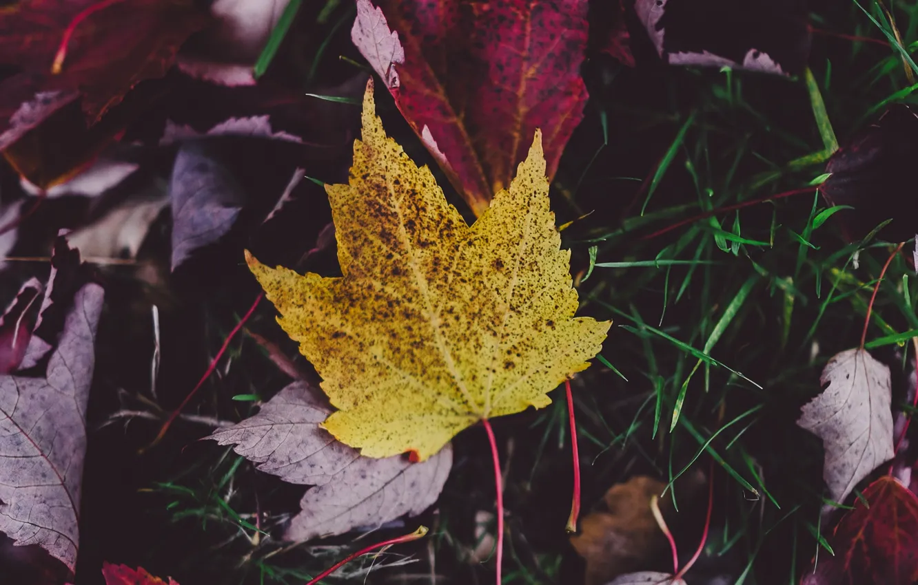 Photo wallpaper autumn, foliage, maple leaf, autumn leaves