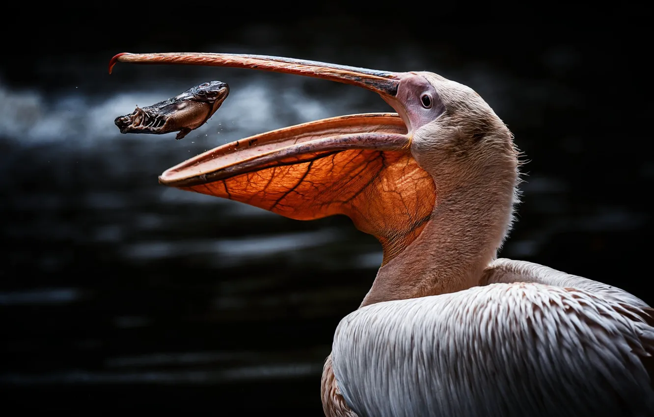 Photo wallpaper bird, fishing, portrait, fish, beak, pond, mining, Pelican