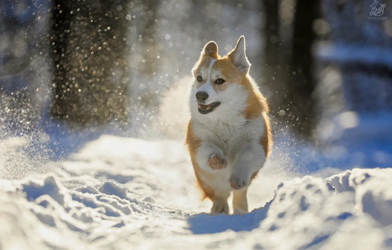 Photo wallpaper winter, snow, nature, animal, dog, dog, bokeh, Corgi