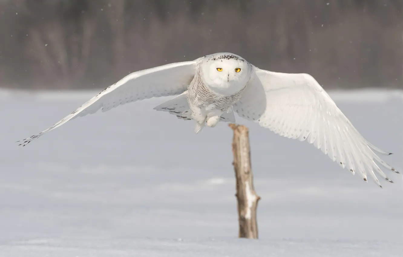 Photo wallpaper winter, field, snow, flight, nature, bird, posts, wings