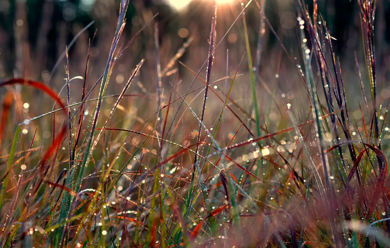 Photo wallpaper grass, macro, Rosa