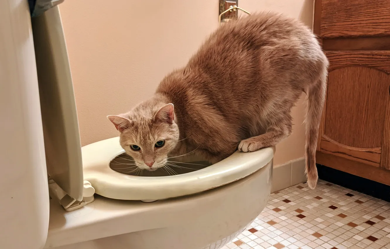 Photo wallpaper cat, cat, toilet, the toilet, red cat