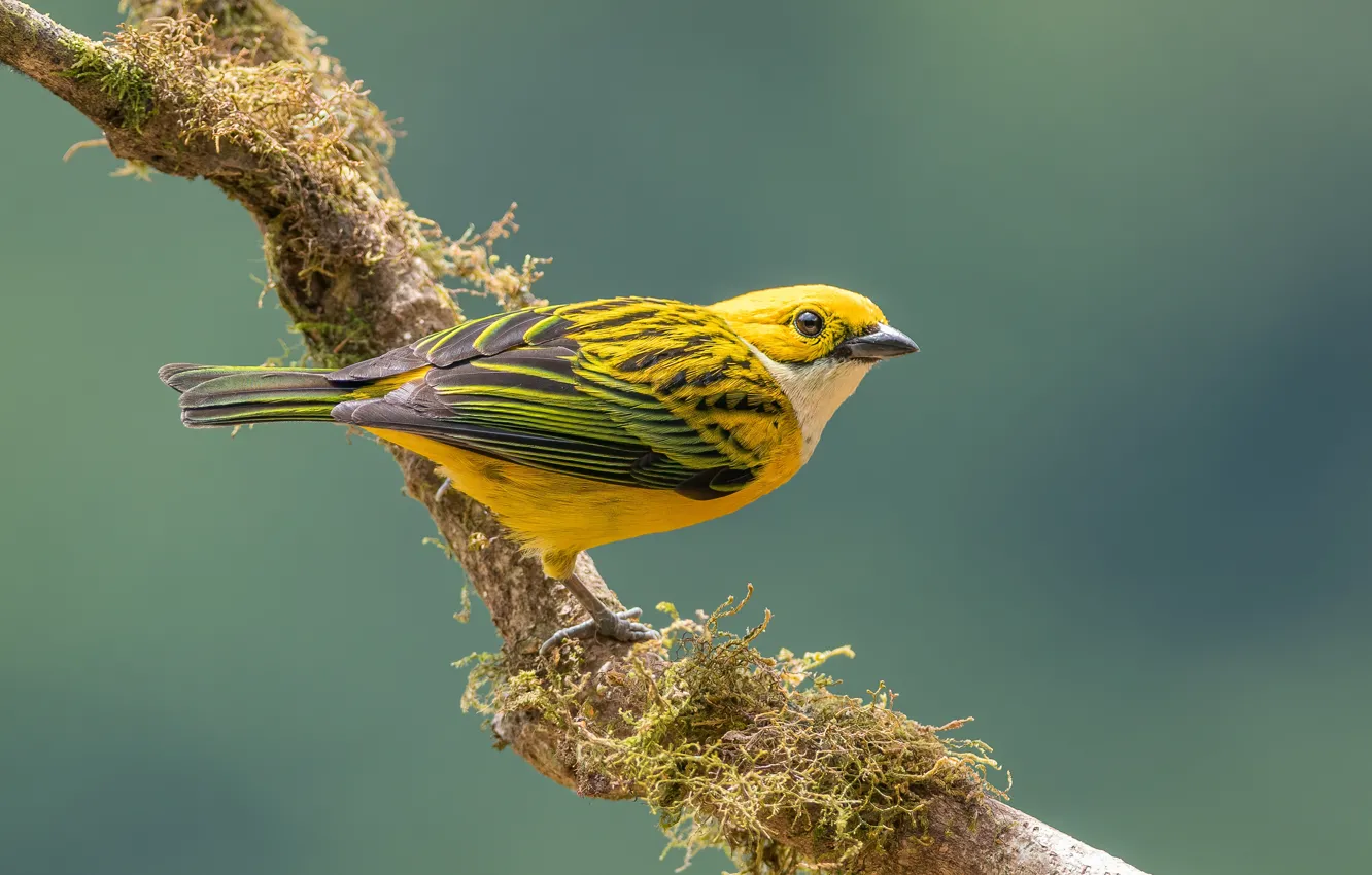 Photo wallpaper close-up, bird, blurred background, a small bird, Silver - throated tanager, Silver - throated tanager