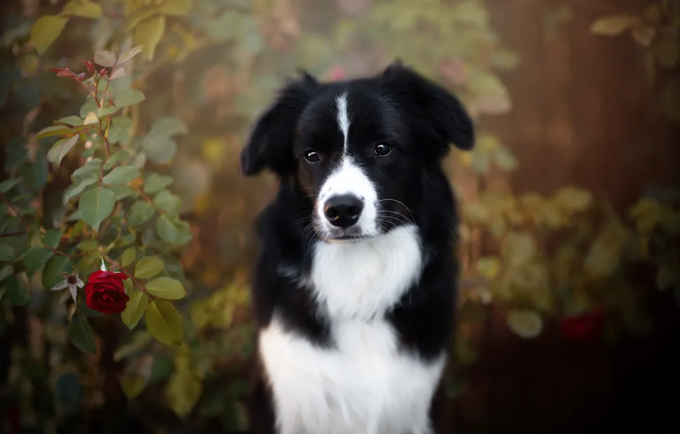 Photo wallpaper each, roses, dog