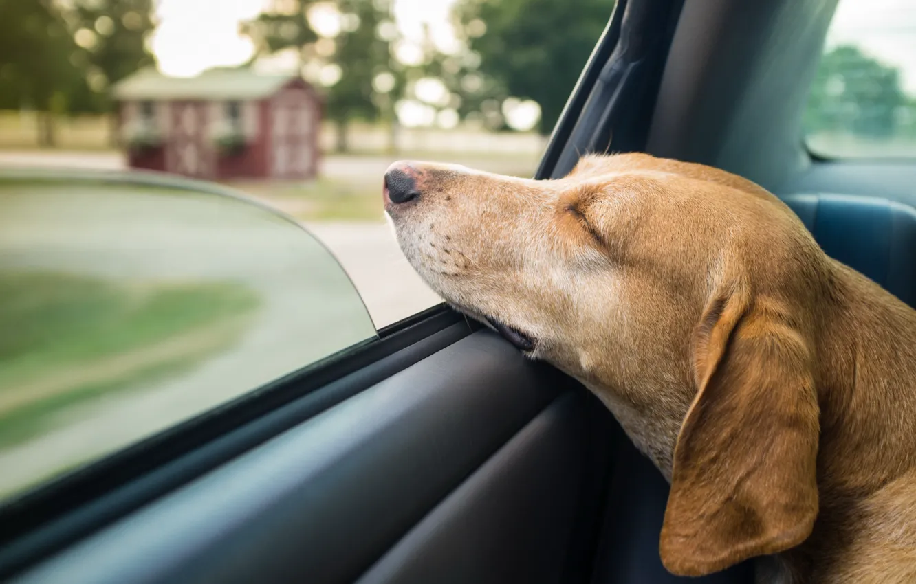 Photo wallpaper machine, dog, window