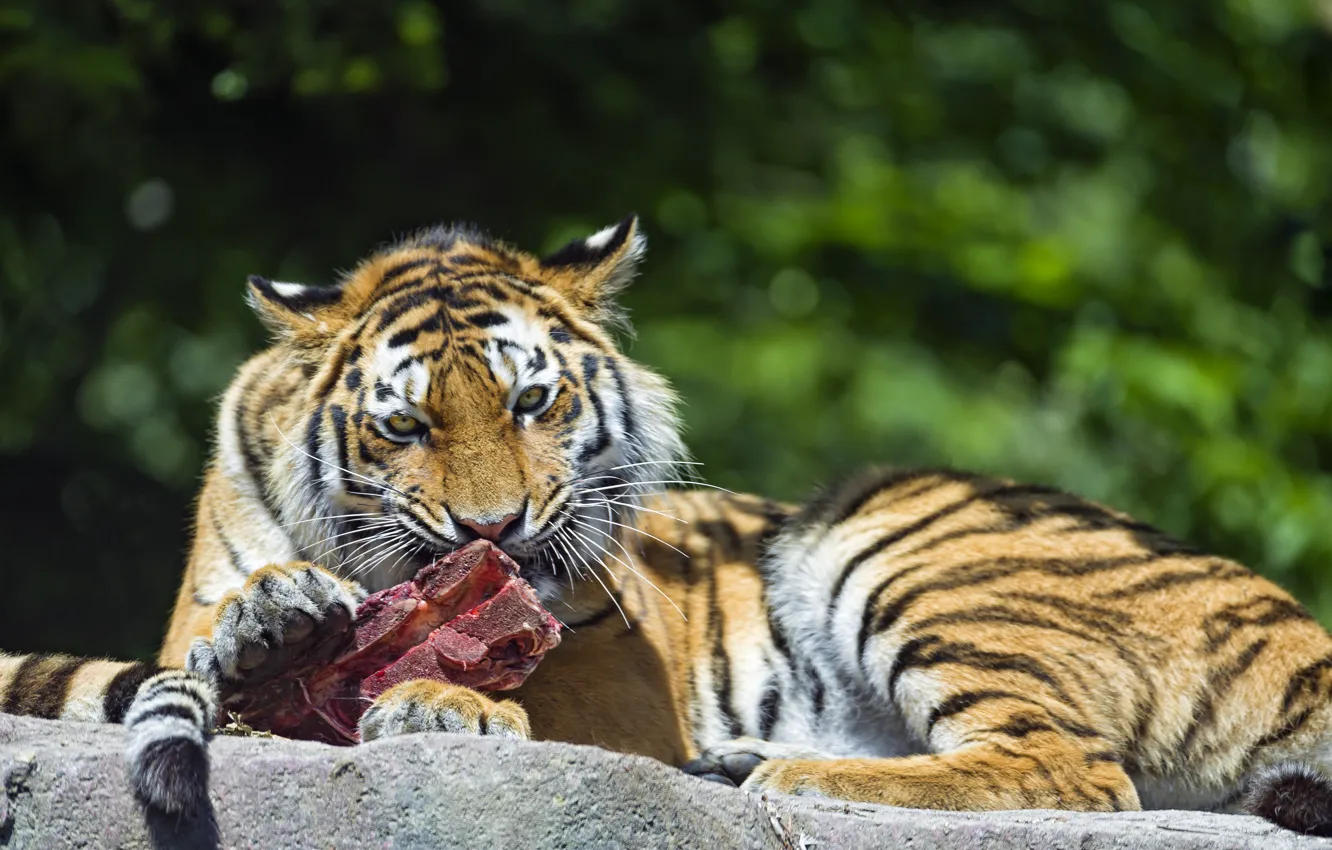 Photo wallpaper cat, tiger, predator, meat, eating, Amur, ©Tambako The Jaguar