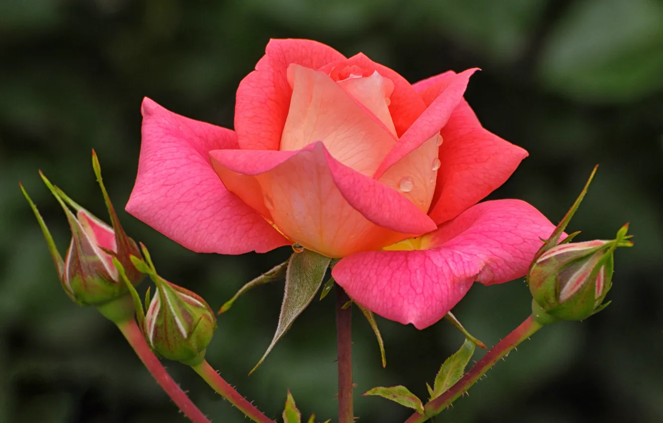 Photo wallpaper drops, macro, flowers, roses, pink, buds, salmon