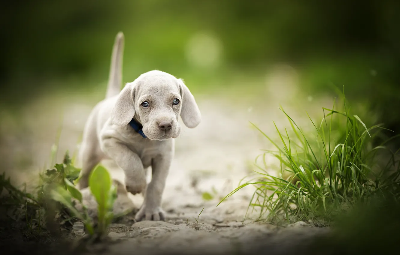 Photo wallpaper grass, puppy, walk, bokeh, doggie, The Weimaraner, Weimar pointer