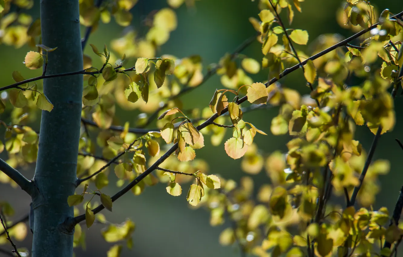 Photo wallpaper trees, nature, spring, sunlight
