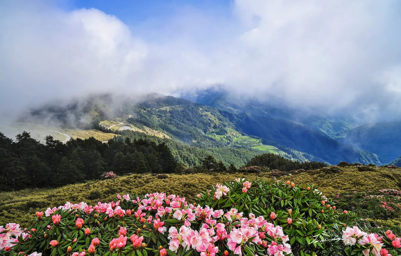 Photo wallpaper clouds, trees, flowers, mountains, Alps, rhododendrons