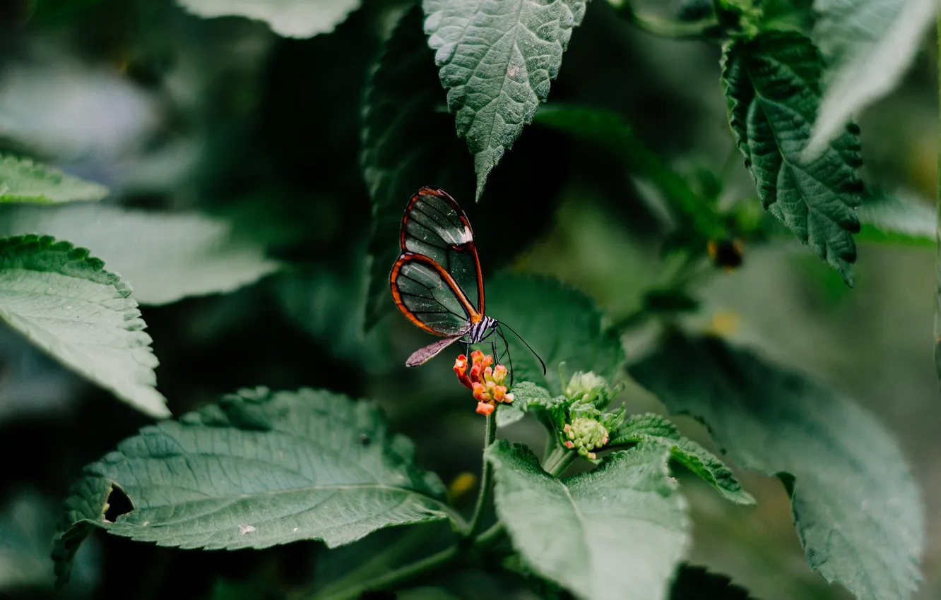 Photo wallpaper macro, butterfly, wings, beautiful, flowering, closeup, liistya