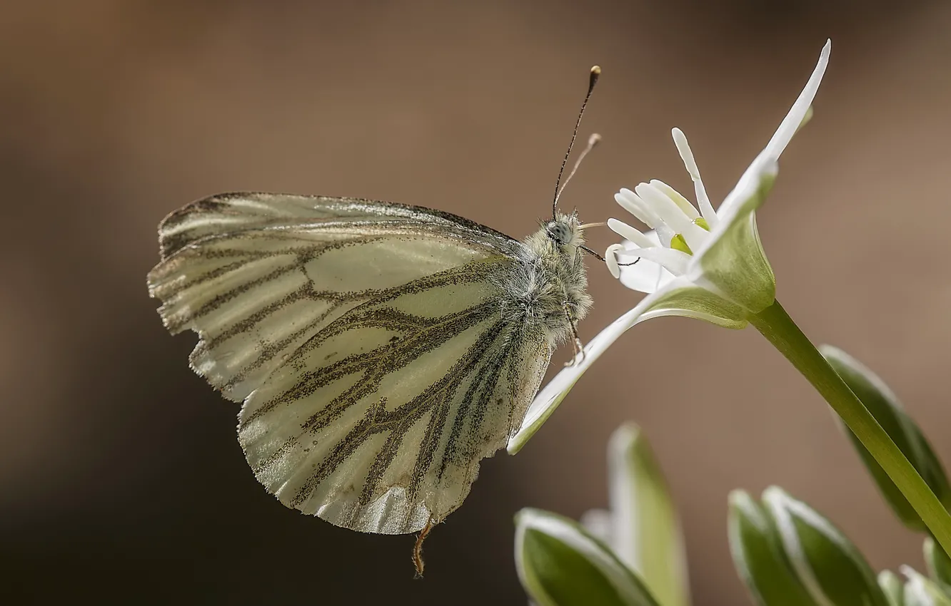 Photo wallpaper macro, flowers, butterfly