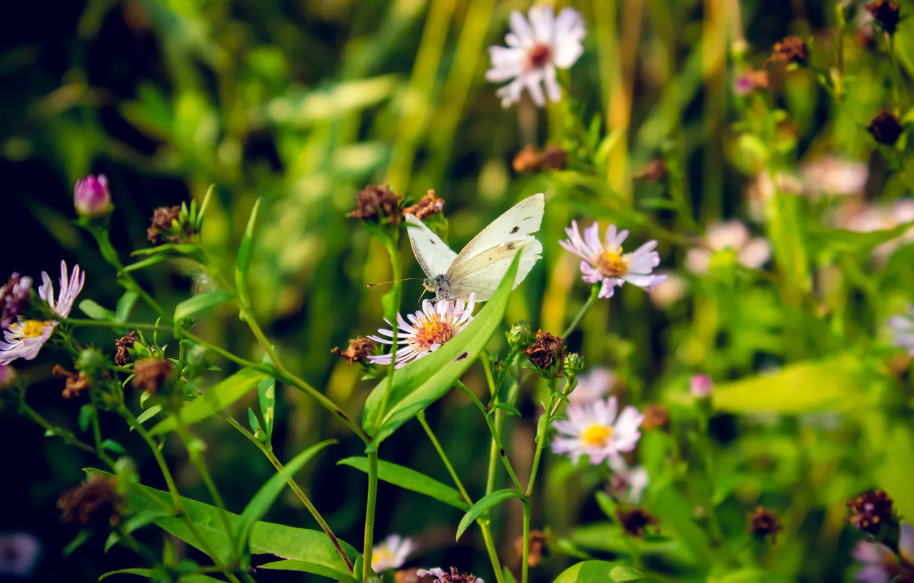 Photo wallpaper field, summer, flowers, butterfly